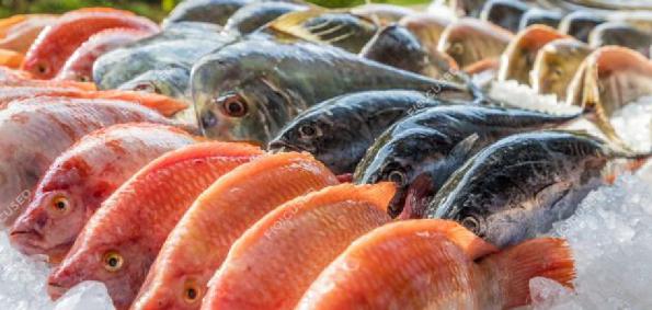أسعار السمك
