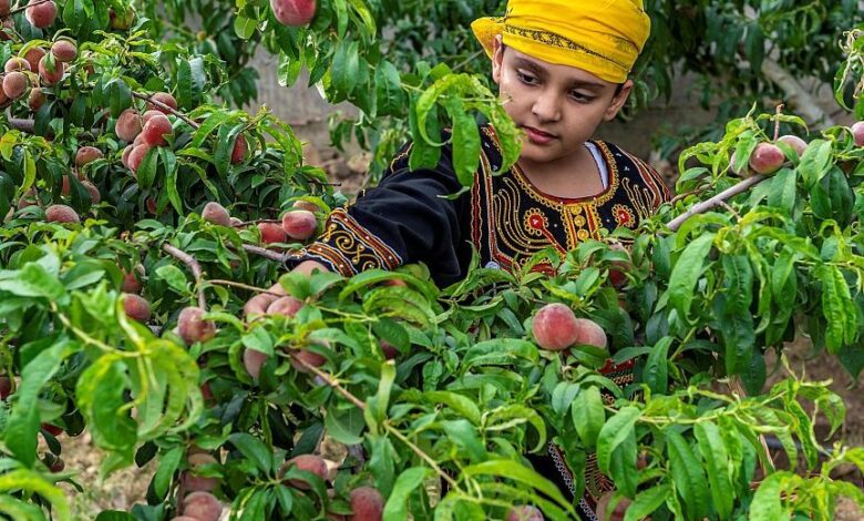 مزارع الباحة.. منتجات متنوعة من الفواكه على مدار العام