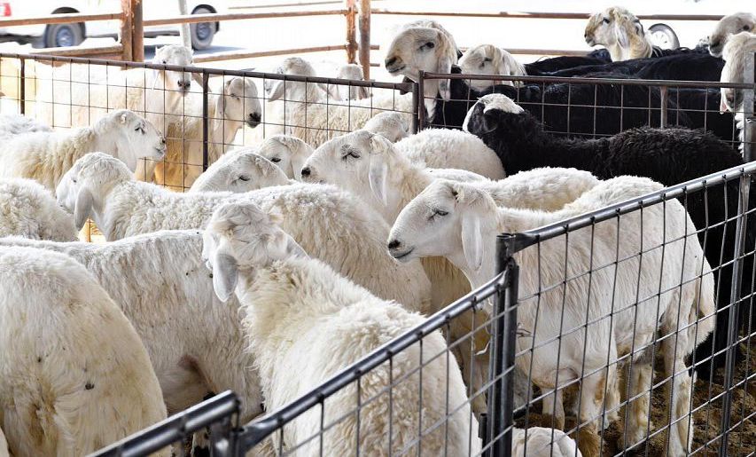 اسواق الماشية في السعودية