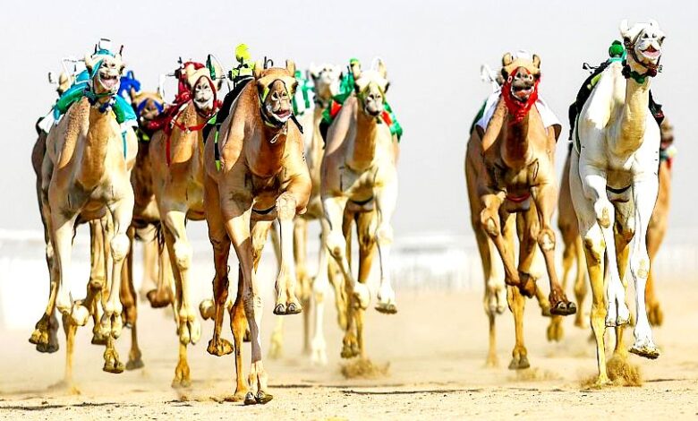 مهرجان ولي العهد للهجن