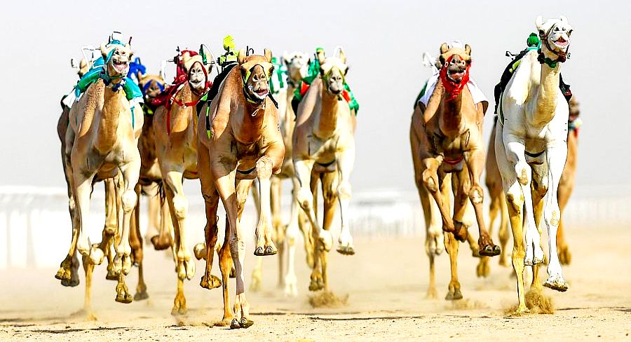 مهرجان ولي العهد للهجن