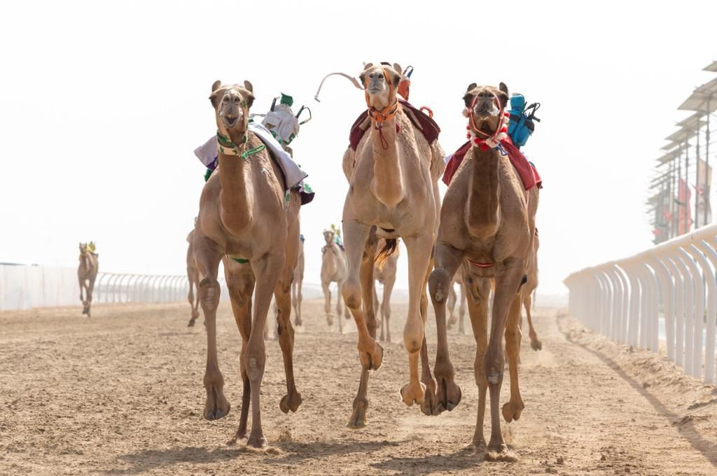 مهرجان ولي العهد للهجن