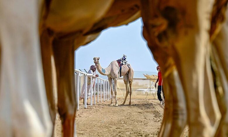 مهرجان ولي العهد للهجن