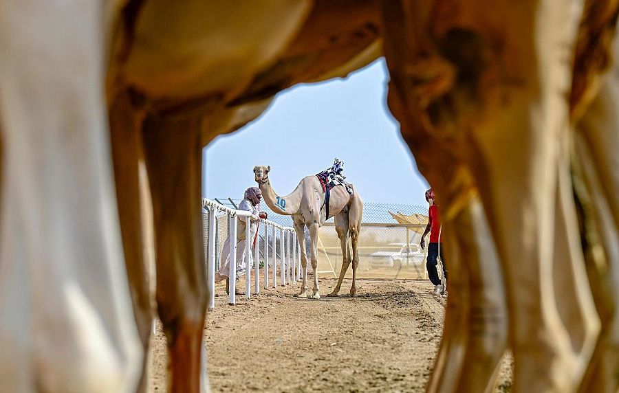 مهرجان ولي العهد للهجن