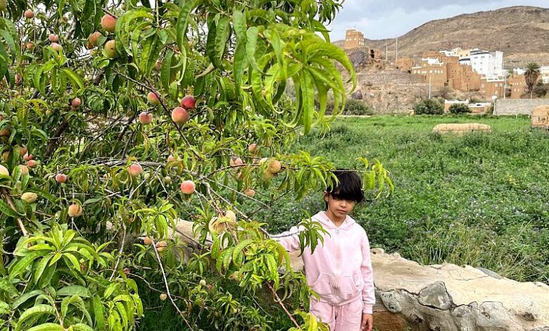 الفاكهة الموسمية