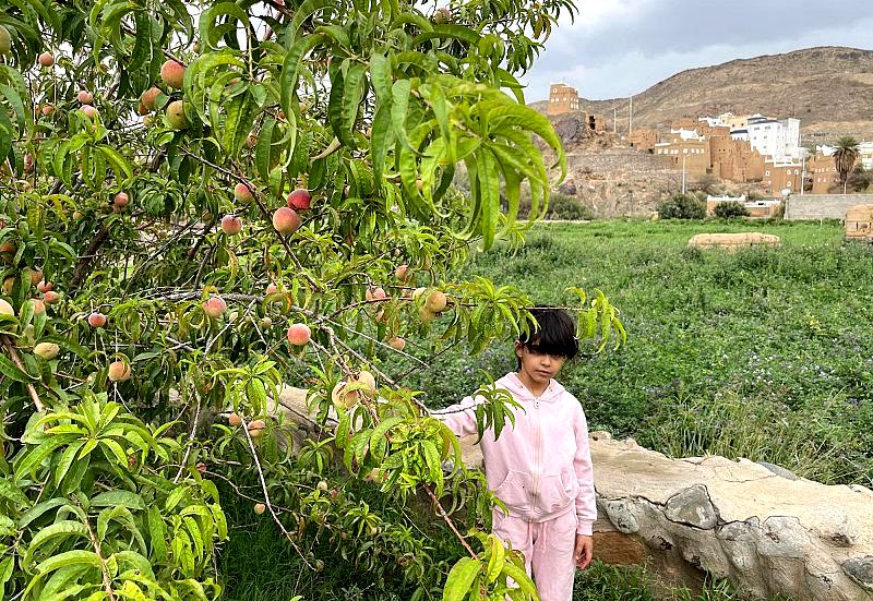 الفاكهة الموسمية