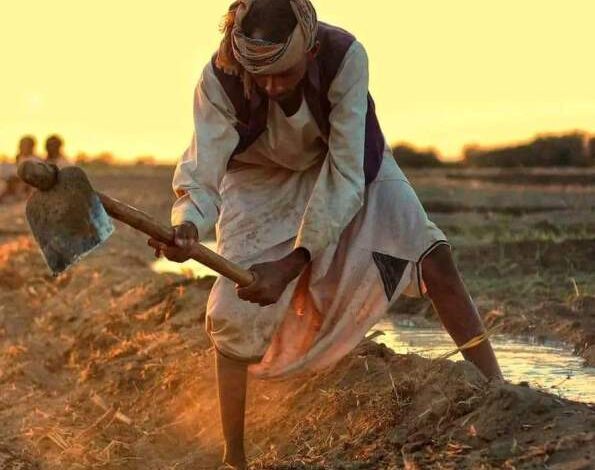 الزراعة في ولاية الجزيرة