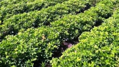 مشروع الجزيرة